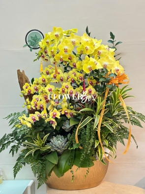 HDN031-CHẬU LAN HD NHÍ 18 CÀNH
