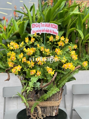 HDN034-CHẬU LAN HD NHÍ 20 CÀNH