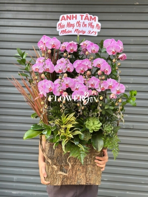 HDN036-CHẬU LAN HD NHÍ 13 CÀNH