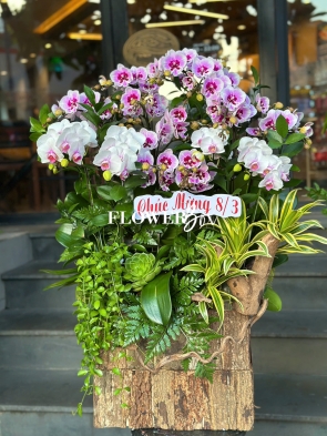 HDN037-CHẬU LAN HD NHÍ 15 CÀNH