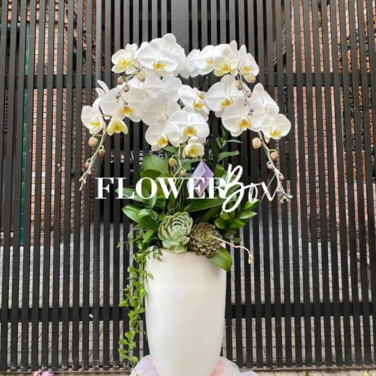 HD006 - Chậu hồ điệp 5 cành