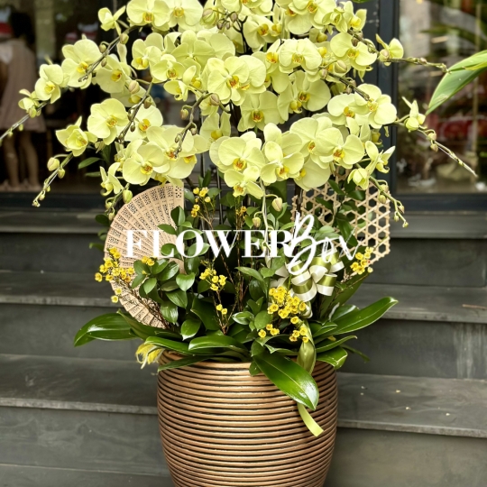 HD022 - Chậu hồ điệp 13 cành