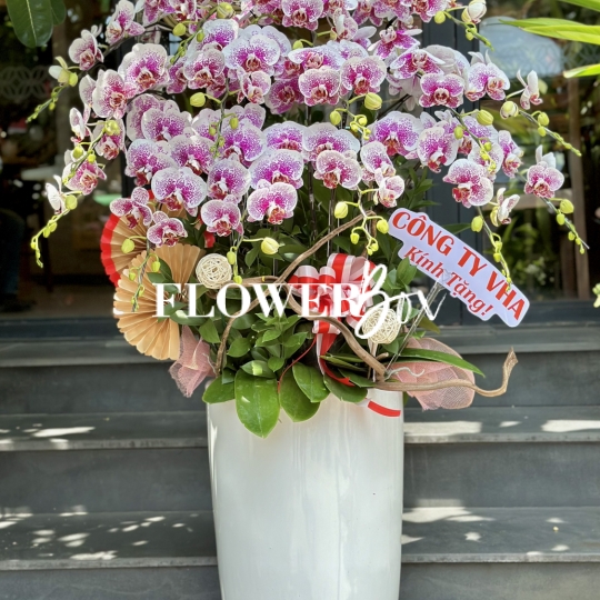 HD026 - Chậu hồ điệp 15 cành