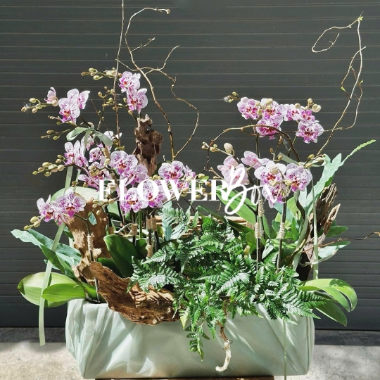 HDN027-CHẬU LAN HD NHÍ 11 CÀNH