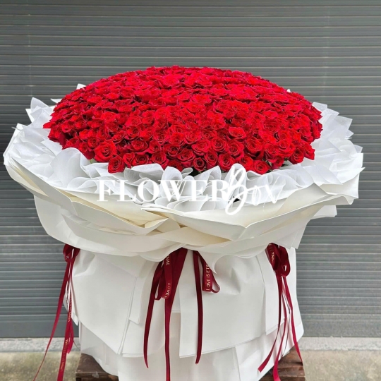 HB058 - BÓ HỒNG ECUDOR 400 BÔNG