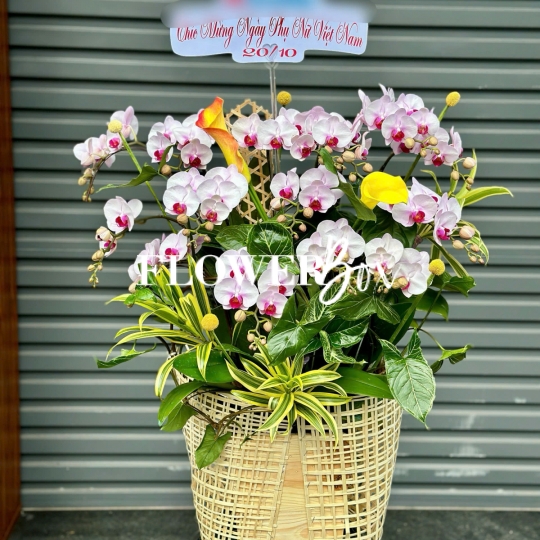 HDN029-CHẬU LAN HD NHÍ 14 CÀNH