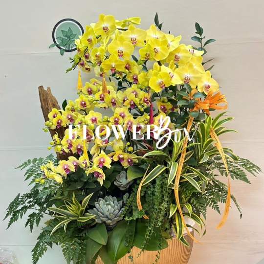 HDN031-CHẬU LAN HD NHÍ 18 CÀNH