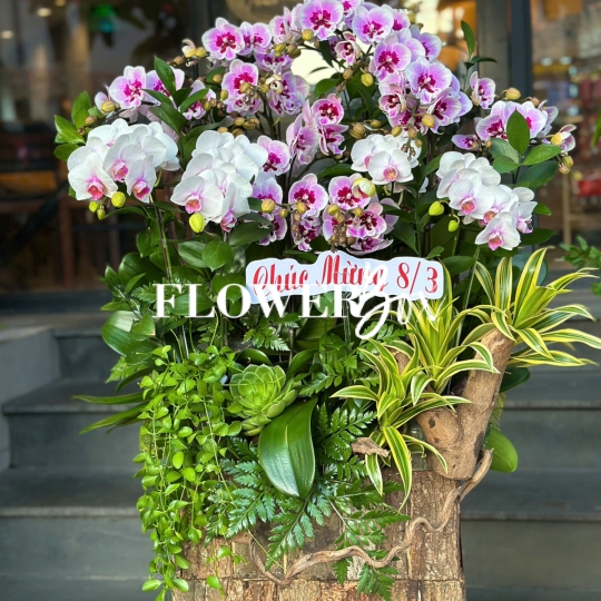 HDN037-CHẬU LAN HD NHÍ 15 CÀNH