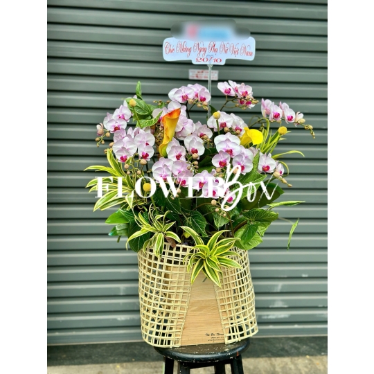 HDN029-CHẬU LAN HD NHÍ 14 CÀNH