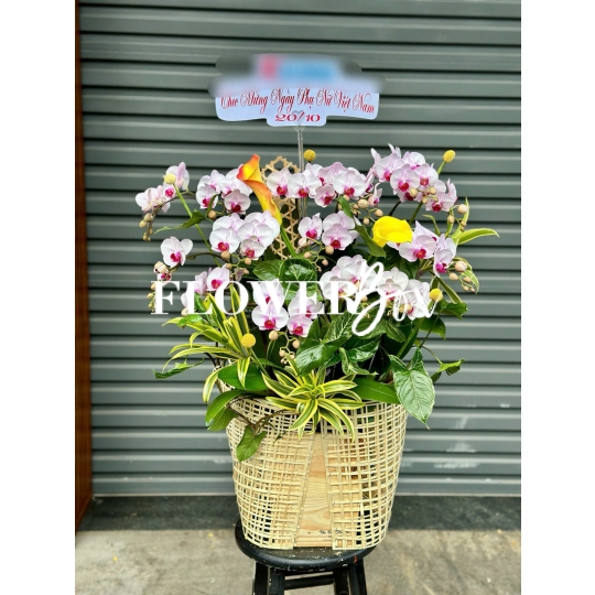HDN029-CHẬU LAN HD NHÍ 14 CÀNH