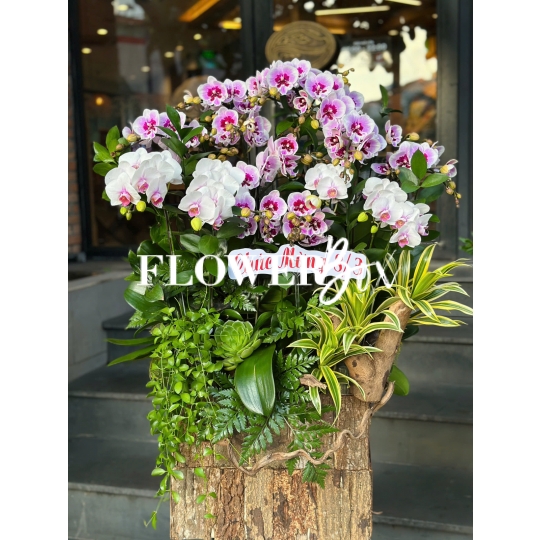 HDN037-CHẬU LAN HD NHÍ 15 CÀNH